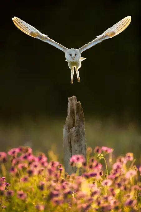 Barn owl (Tyto alba) in flight about to land on post in morning light, Hampshire, England, UK. July. Controlled conditions.