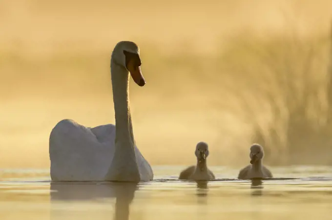 Mute swan (Cygnus olor) swimming with cygnets in misty lake in morning light. Richmond Park, London, England, UK. May.