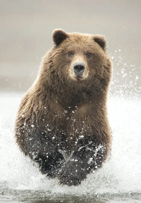 Grizzly bear (Ursus arctos) running through water, portrait. Lake Clark National Park, Alaska, USA. September.