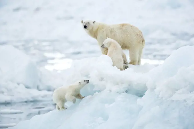 Polar bear (Ursus maritimus) female and cubs, one cub walking up slope of ice in foreground. Svalbard, Norway, July.