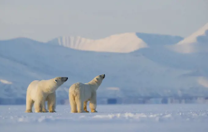 Polar bear (Ursus maritimus) male female pair looking upwards, snow covered hills in background. Svalbard, Norway, April 2018.