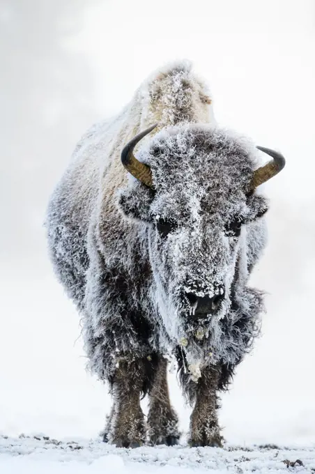 American bison (Bison bison) female covered in hoar frost  near hot spring, portrait. Midway Geyser Basin, Yellowstone National Park, USA. February.