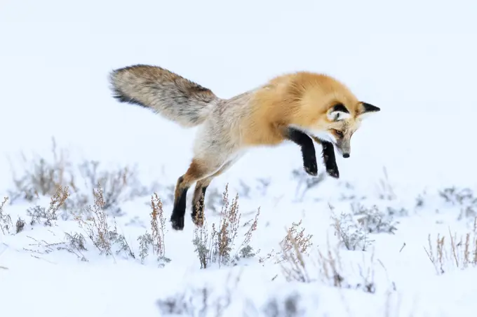 Red fox (Vulpes vulpes) in mid air, snow diving / pouncing whilst hunting for rodents. Hayden Valley, Yellowstone National Park, USA. February.