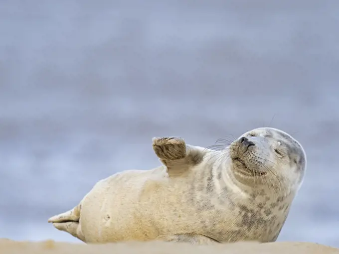 Grey seal  (Halichoerus grypus) pup, North Norfolk, England, UK, March.