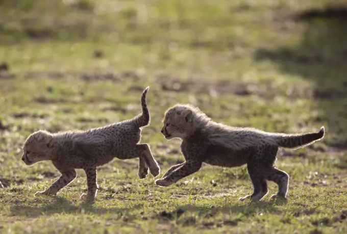 African cheetah (Acinonyx jubatus), two cubs playing. Masai Mara National Reserve, Kenya.