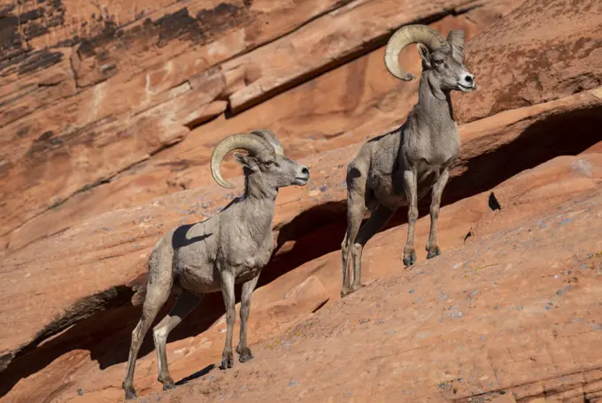 Desert bighorn sheep (Ovis canadensis nelsoni) rams on steep sandstone wall.  Valley of Fire State Park, Nevada, USA.  February.