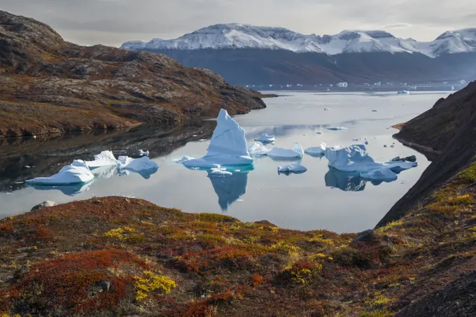 Icebergs and autumn tundra near Rode O (Red Island) in Rode Fjord (Red Fjord), Scoresby Sund, Greenland, August.