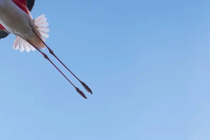 Greater flamingo (Phoenicopterus roseus) legs of bird in flight, Pont Du Gau Park, Camargue, France.