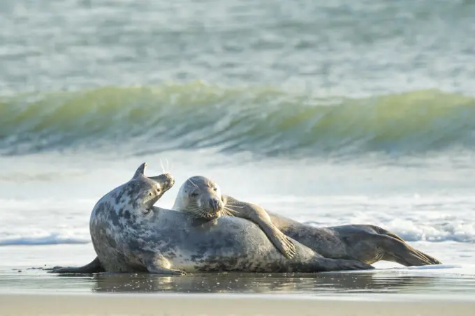 Grey seal (Halichoerus grypus) male and female, mating behaviour,  Heligoland, Germany.