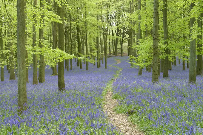 Path leading through  through woodland with  Bluebells (Hyacinthoides non-scripta) flowering in spring, Buckinghamshire, England, UK, May.