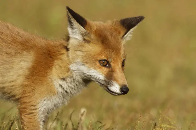 Red Fox cub (Vulpes vulpes) Surrey, England, UK. June.