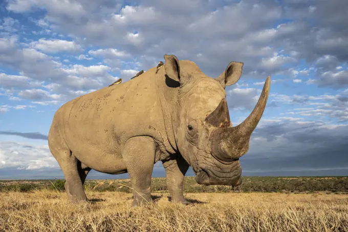 White rhino (Ceratotherium simum), portrait. Solio Game Reserve, Solio Ranch, Kenya. Taken with remote camera buggy / BeetleCam.