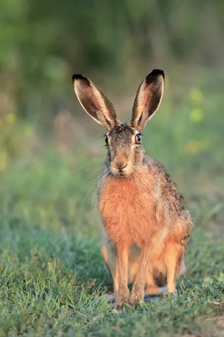 European hare (Lepus europaeus), Danube Delta, Romania. July.