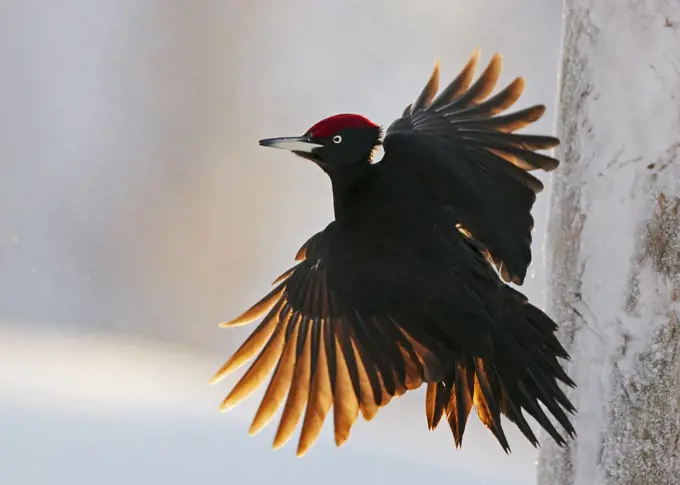 Black Woodpecker male (Dryocopus martius) Finland, January.