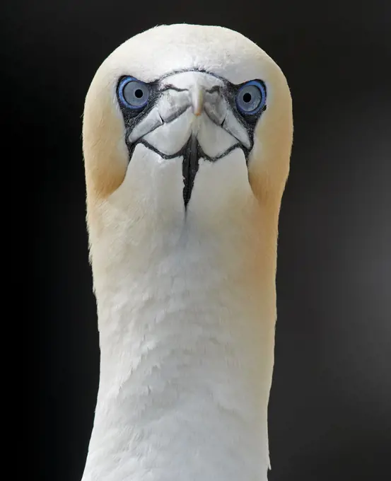 Gannet (Morus bassanus) Shetland, England, UK. July.