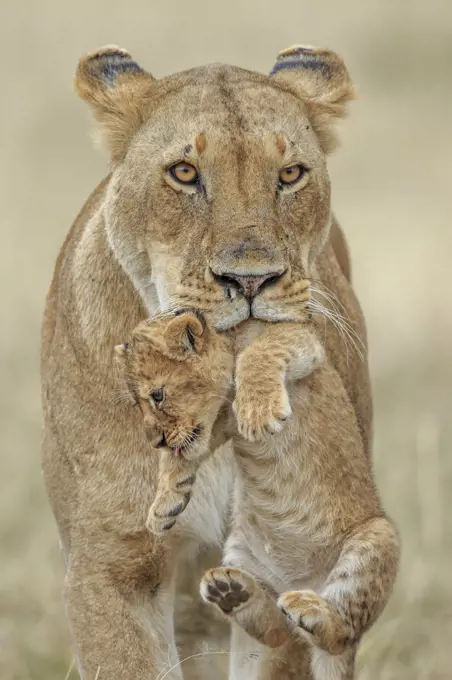 African lion (Panthera leo) female carrying young cub, Masai Mara, Kenya, Africa. Highly commended in the African Wildlife Category of the Nature's Best Photography Competition 2019.