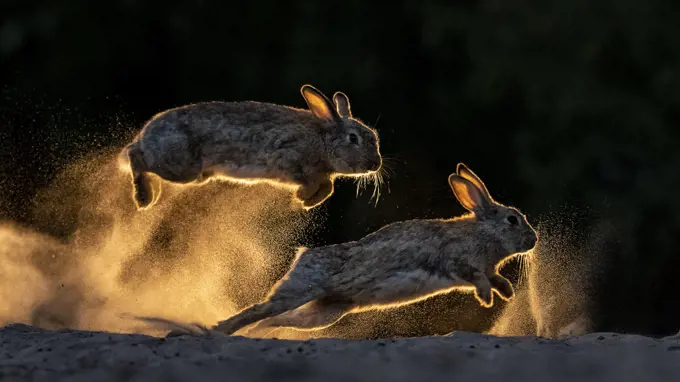 European rabbits (Oryctolagus cuniculus) fighting each other, Kiskunsag National Park, Hungary. June. Winner, 2019 Cadiz Photo Nature Competition.