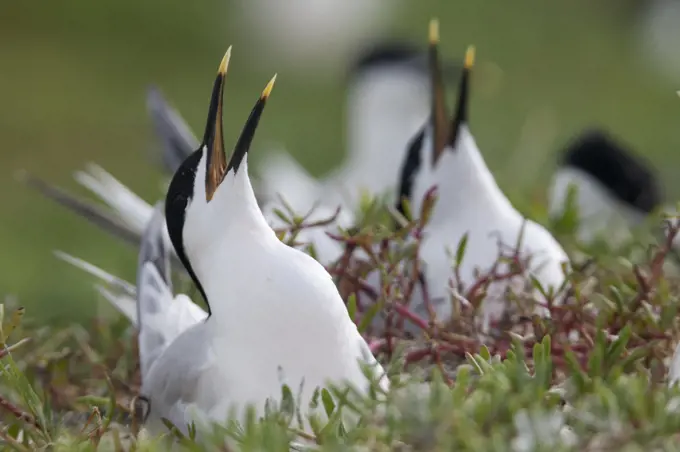 Sandwich Tern (Thalasseus / Sterna sandvicensis) nesting, defending against possible attack, Ria Lagartos Biosphere Reserve, Yucatan Peninsula, Mexico, May