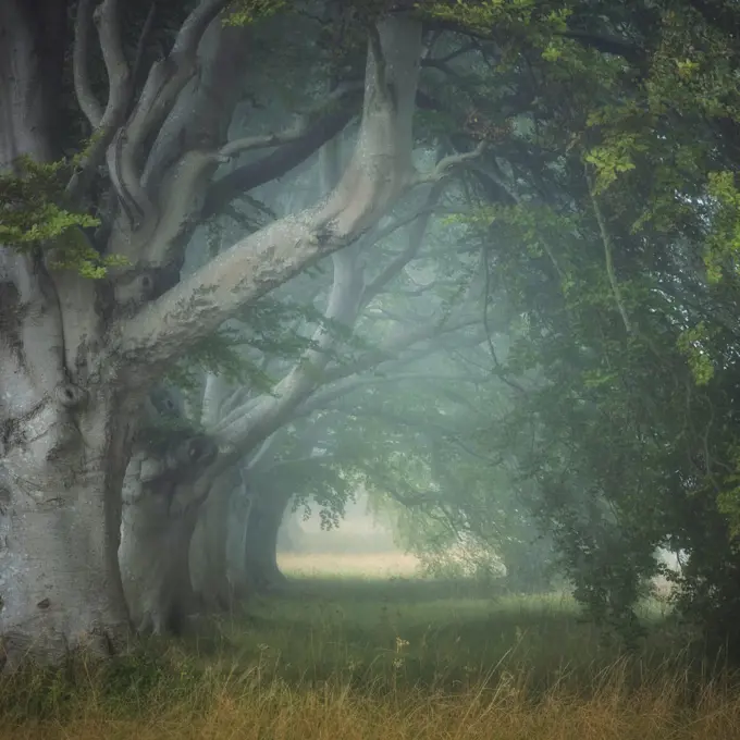 Beech tree (Fagus sylvatica) avenue at Kingston Lacey, Wimborne, Dorset, England, UK, August.