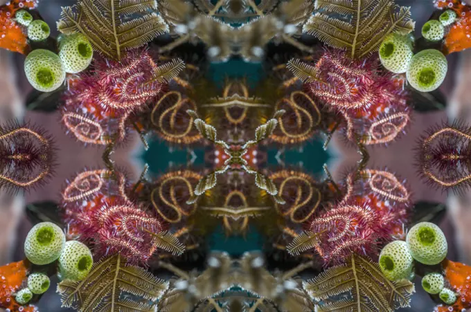 Kaleidoscopic image of brittlestars.  Indonesia.