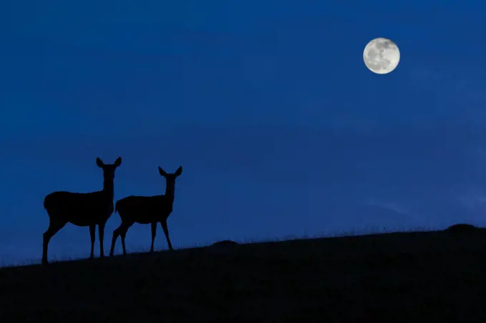 Red deer (Cervus elaphus) hind / female with juvenile silhouetted against blue night sky with full moon, Belgium. Digital manipulated.