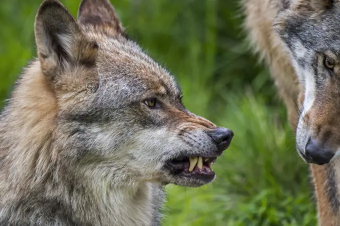 Wolf (Canis lupus) aggressive behaviour showing ears in upward position, wrinkled nose and baring its fangs while snarling / growling. Captive