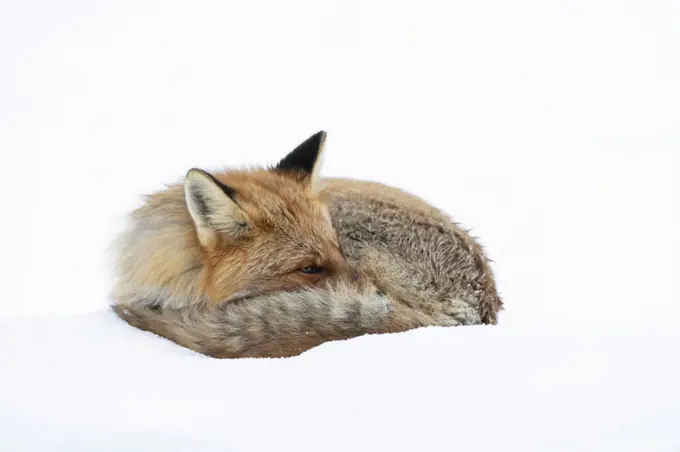 Red fox (Vulpes vulpes), on spring snow, Vauldalen, Norway, April.