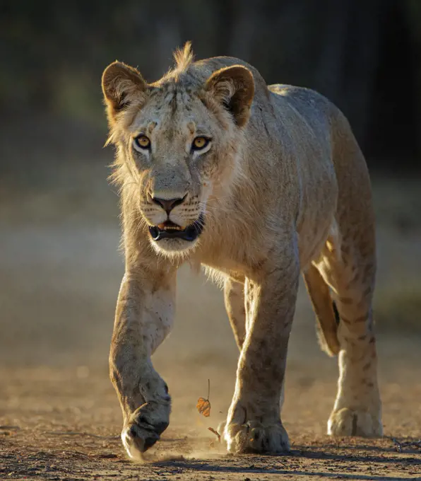 Lion  (Panthera leo) young male, Mana Pools National Park, Zimbabwe .