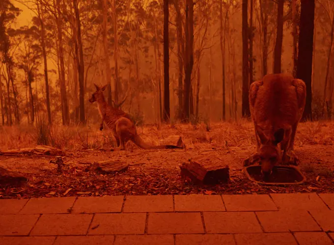 Eastern grey kangaroos (Macropus giganteus) drinking from bird bath as a bushfire burns in the surrounding forest. Sky reddened by ash and smoke. Tathra, New South Wales, Australia. January 2020.