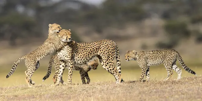 Cheetah (Acinonyx jubatus) female playing with three cubs (age  5 months) Ndutu area, Serengeti / Ngorongoro Conservation Area (NCA), Tanzania.