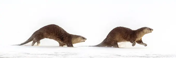 North American river otters (Lutra canadensis) running on the frozen river edge. Upper Yellowstone River, Hayden Valley, Yellowstone, USA. January (stitched image)