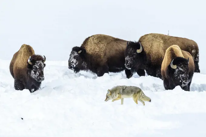 Coyote (Canis latrans) foraging in deep winter snow disturbed by grazing American bison (Bison bison) Hayden Valley, Yellowstone National Park, Wyoming, USA. January.