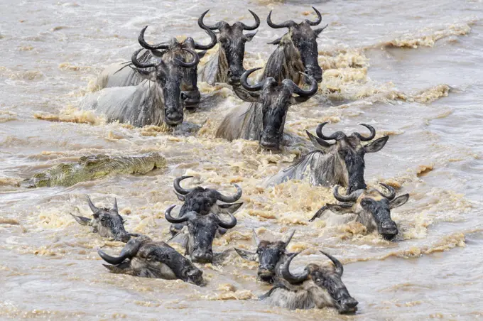 Nile crocodile (Crocodylus niloticus) waiting to attack White-bearded wildebeest (Connochaetes taurinus albojubatus) as they cross the Mara River. Northern Serengeti, Serengeti National Park, Tanzania (early September)