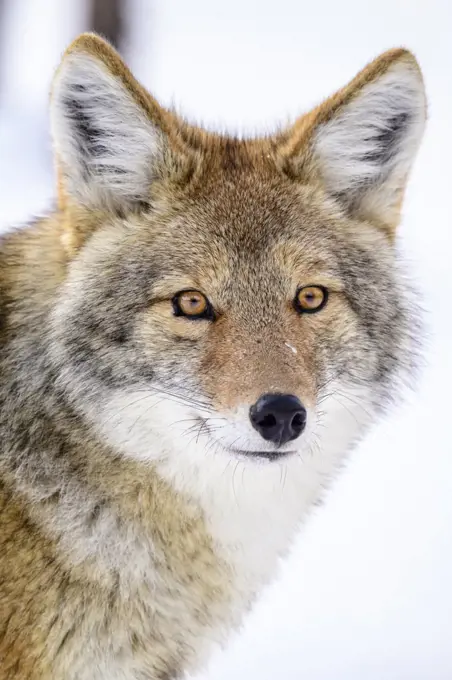 Coyote (Canis latrans) Yellowstone National Park, Wyoming, USA. January.