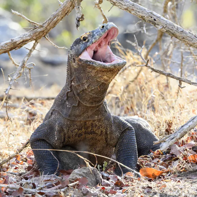 Komodo dragon (Varanus komodoensis) male gaping to regulate temperature. Rinca Island, Komodo National Park, Indonesia. Endangered.