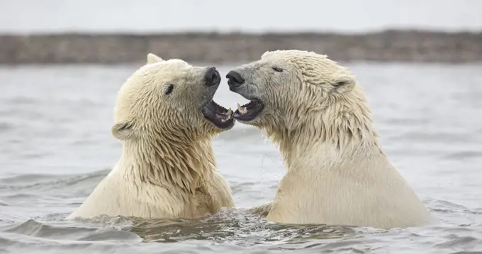 Polar bear (Ursus maritimus) two juvenile siblings with mouths open, after play-fighting in Beaufort Sea, Kaktovik, Alaska, USA. October.