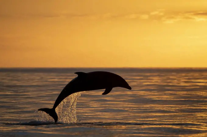 Bottlenose dolphin (Tursiops truncatus) jump at the sunset of the mouth, Sado Estuary, Arribida coast , Portugal,