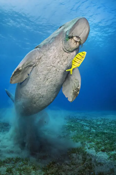 Dugong (Dugong dugon) male, swims over seagrass meadow (Halophila stipulacea) accompanied by a young Golden trevally (Gnathanodon speciosus). Marsa Nabaa, Marsa Alam, Egypt. Red Sea