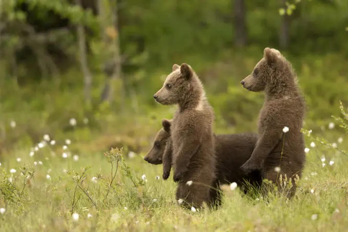 European Brown Bear (Ursus arctos) Cubs standing amongst cotton grass, Finland, June