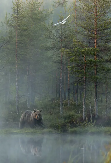 European brown bear (Ursus arctos) reflected in forest pond in evening mist with gull in flight, Finland, June