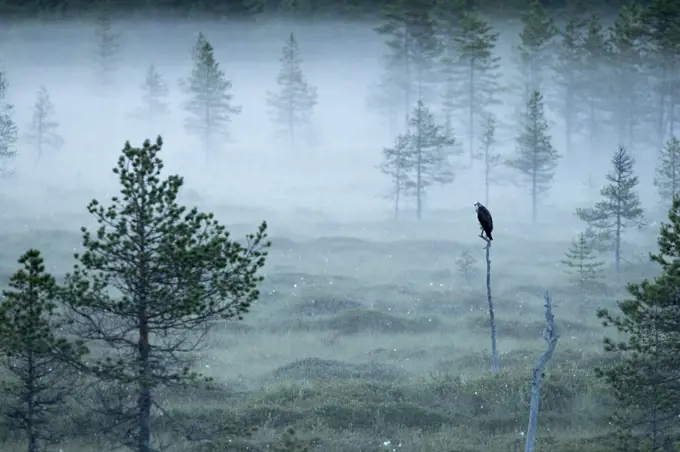 Osprey (Pandion haliaetus) perched on post in misty forest, Finland, July.