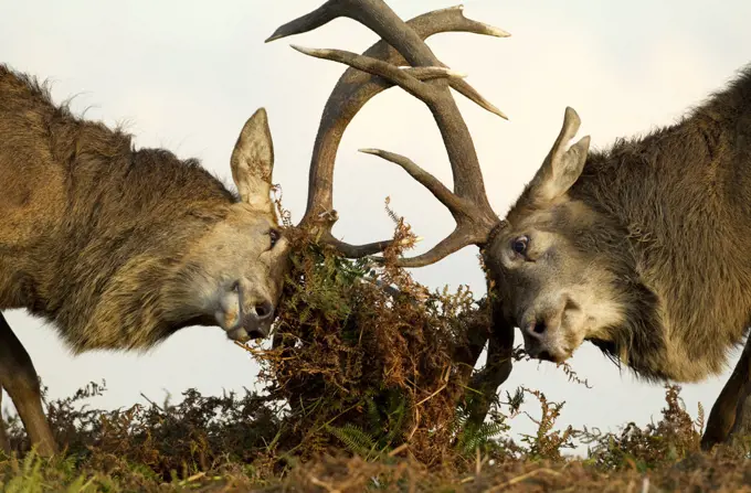 Red Deer Stags (Cervus elaphus) fighting amongst the bracken. Bradgate Park, Leicestershire, UK, October.