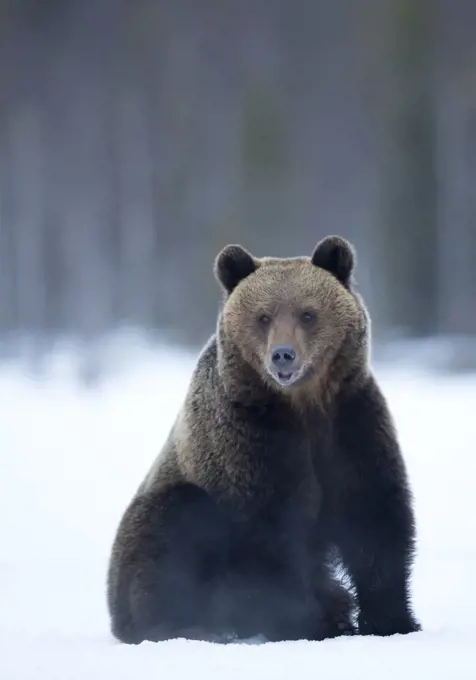 Brown Bear (Ursus arctos) adult portait, Finland, April.