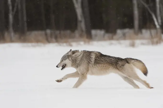 Grey wolf running in snow (Canis lupus),  Minnesota, USA.  January.  Controlled situation.