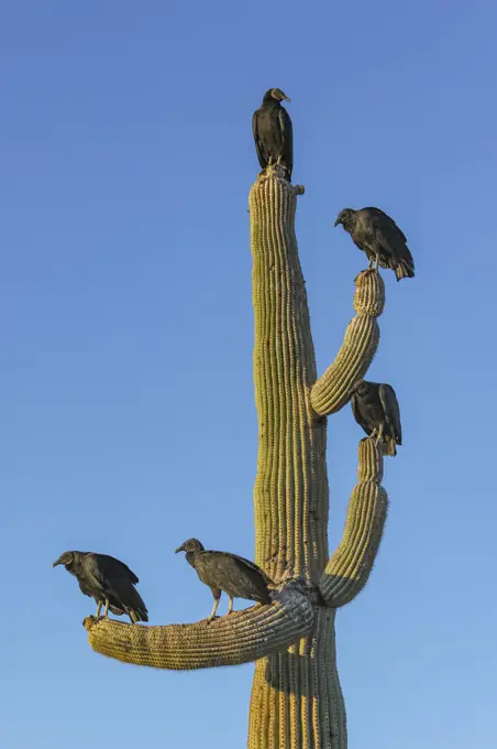 Black vulture (Coragyps atratus) group perching on Saguaro (Carnegiea gigantea) cactus. Organ Pipe Cactus National Monument, Arizona, USA. November.