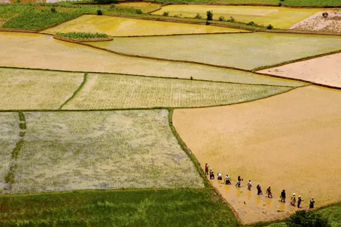Aerial view of farmers transplanting rice, Madagascar.  December 2011.