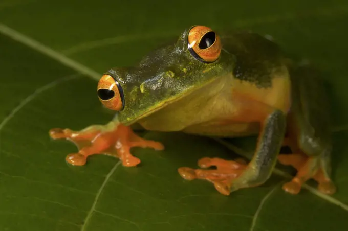 Graceful Treefrog (Littoria gracilenta)Iron Range National Park, Cape York Peninsula, Australia