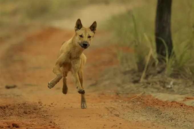 Dingo (Canis dingo) running along track, Cape York Peninsula, Queensland, Australia.