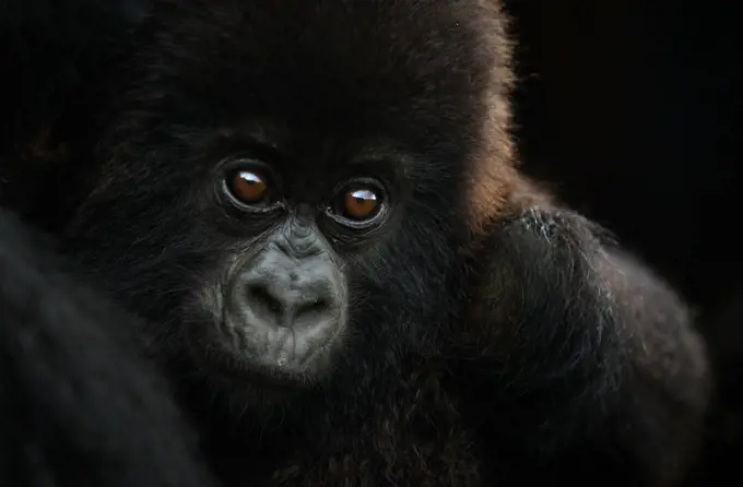 Mountain gorilla (Gorilla beringei beringei) small infant, Sabyinyo group, Volcanoes National Park, Rwanda, July