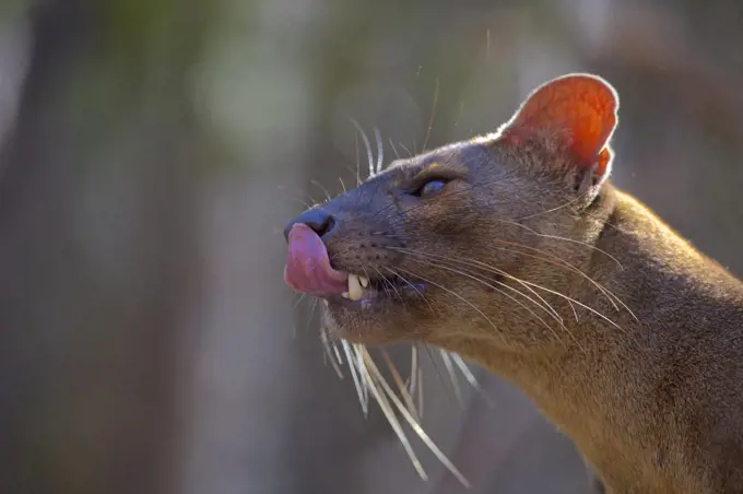 Fosa (Cryptoprocta ferox) licking nose, Kirindy Forest, Western Madagascar, November. Vulnerable species